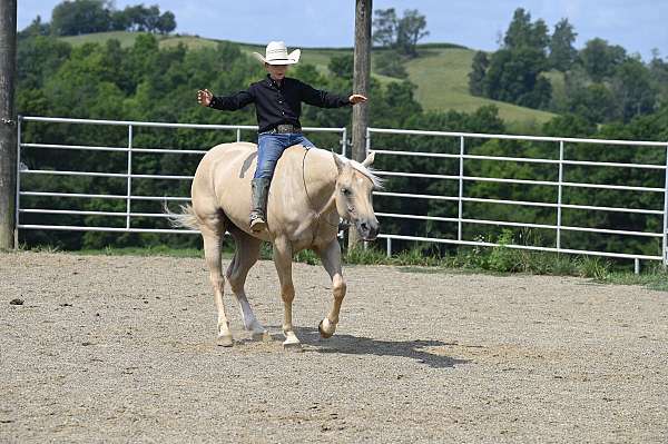 palomino-quarter-horse-gelding