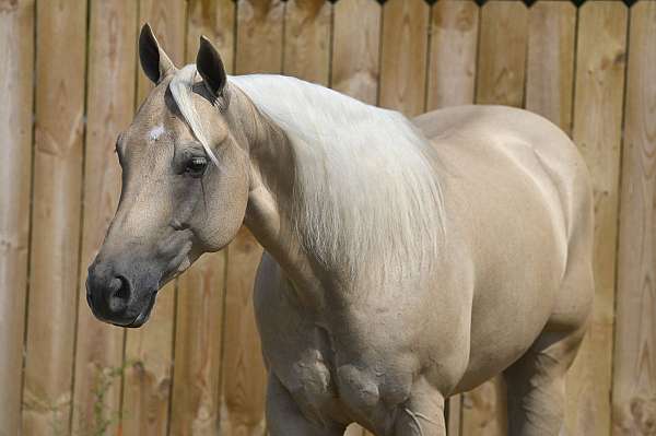 palomino-husband-safe-horse