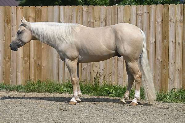 palomino-kid-safe-horse