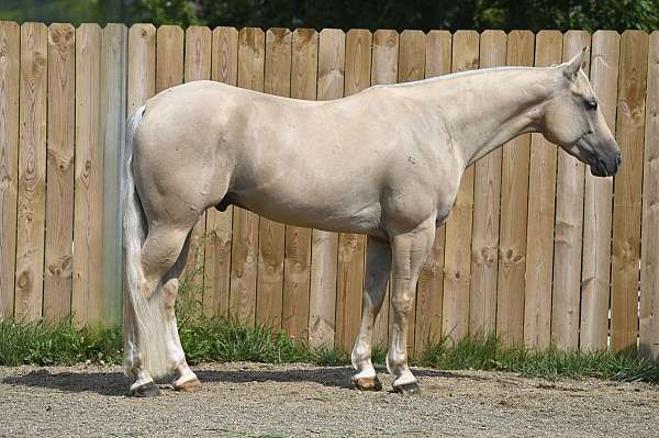 palomino-lesson-horse