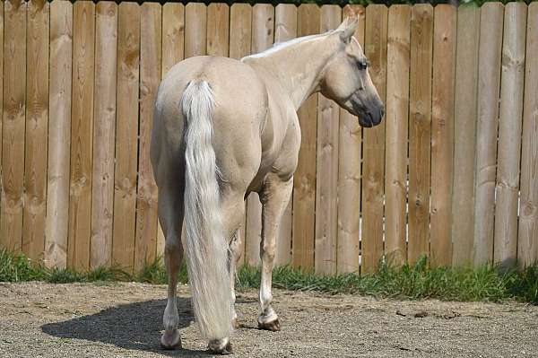 palomino-performance-horse