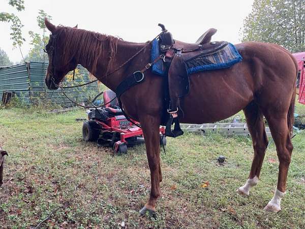 quarter-horse-gelding