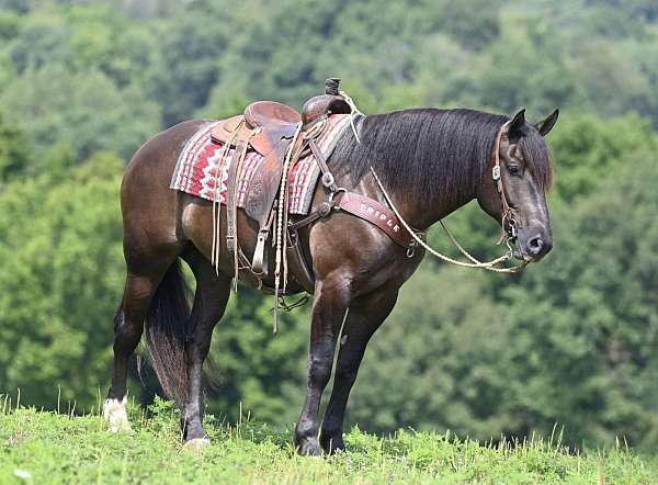 black-equitation-horse