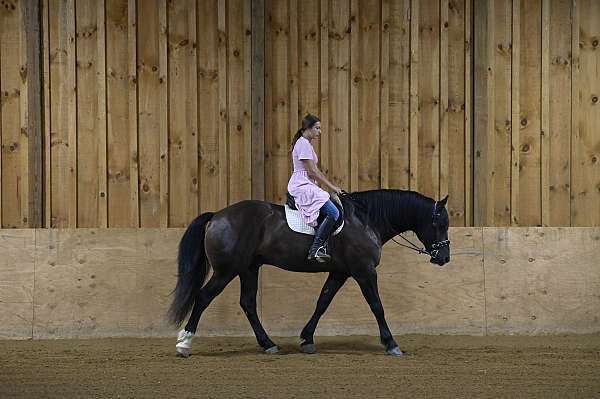 black-dressage-horse