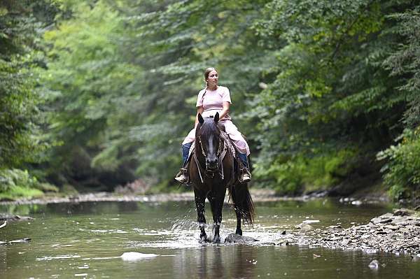 black-eventing-horse