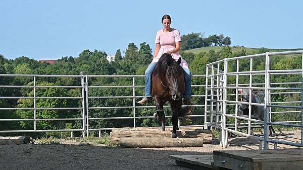 black-pleasure-driving-horse