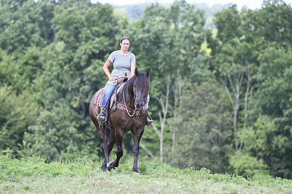 black-ranch-horse