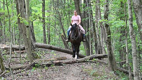 black-ridden-english-horse