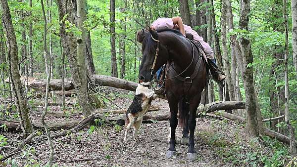 black-trail-riding-horse