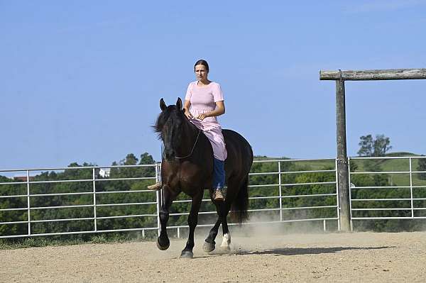 black-ridden-western-horse