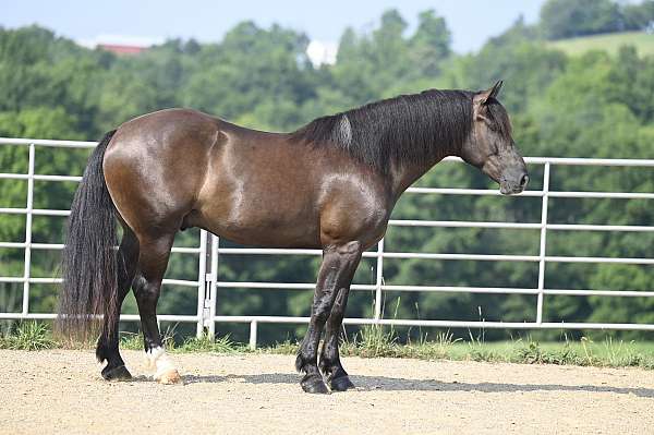 black-western-dressage-horse