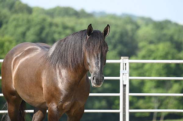 black-working-equitation-horse