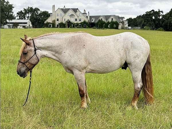 trail-safe-belgian-horse