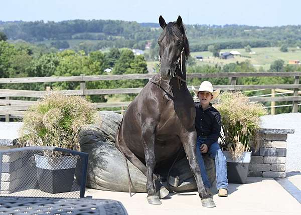 all-around-crossbred-pony