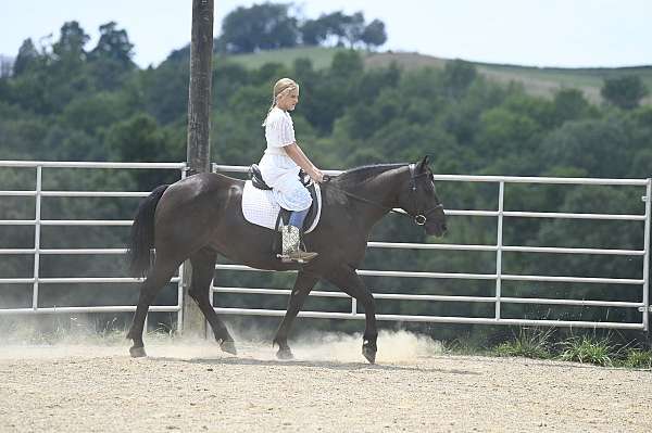 beginner-crossbred-pony