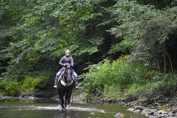 equitation-crossbred-pony