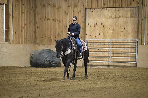 husband-safe-crossbred-pony