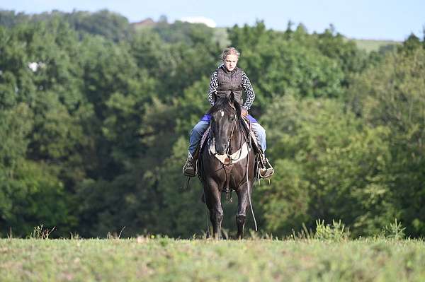 jumping-crossbred-pony