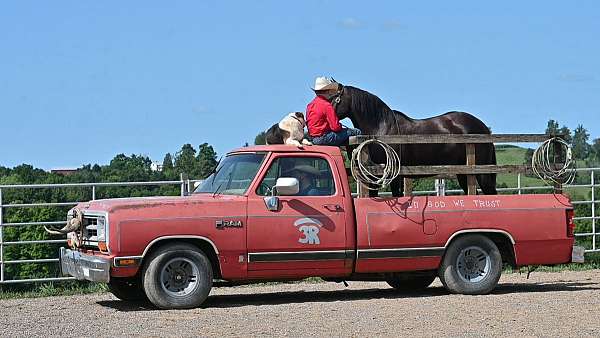 kid-safe-crossbred-pony