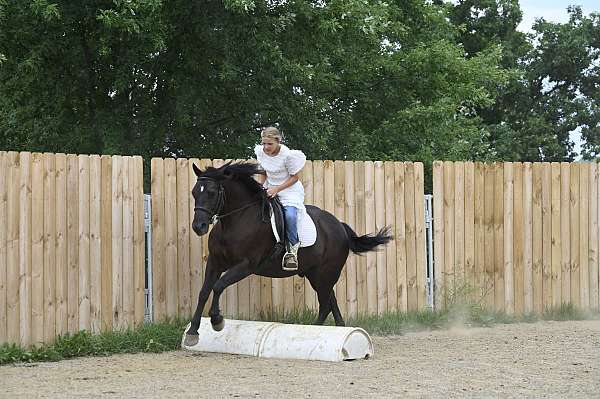 lesson-crossbred-pony