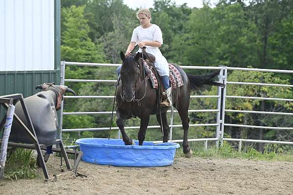 parade-crossbred-pony