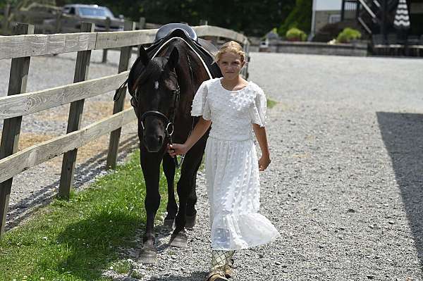 playday-crossbred-pony