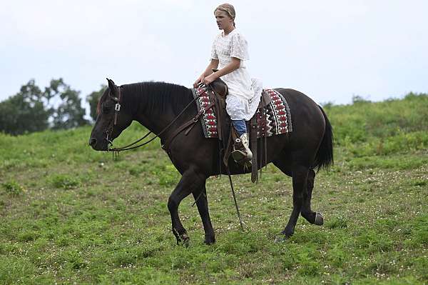 ridden-english-crossbred-pony