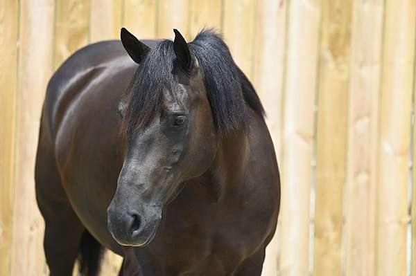 trail-riding-crossbred-pony