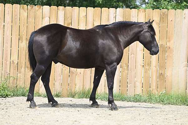 black-crossbred-pony-gelding