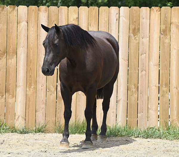 black-all-around-horse