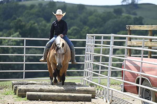 endurance-quarter-horse