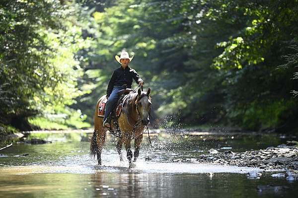 husband-safe-quarter-horse