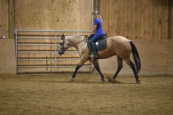 lesson-quarter-horse