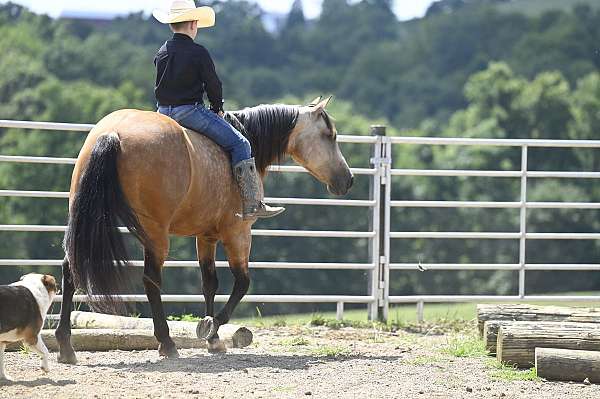 trail-class-competition-quarter-horse