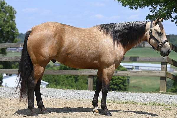 buckskin-quarter-horse-gelding