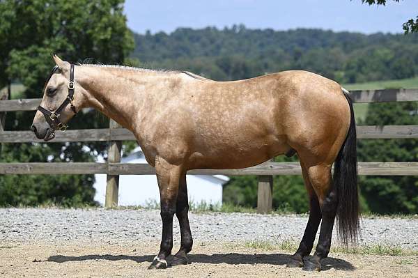 buckskin-beginner-horse