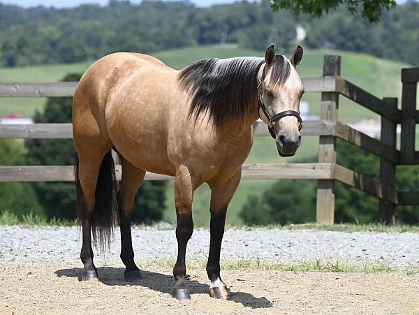 buckskin-endurance-horse