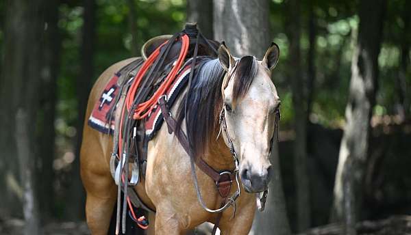 buckskin-jumping-horse