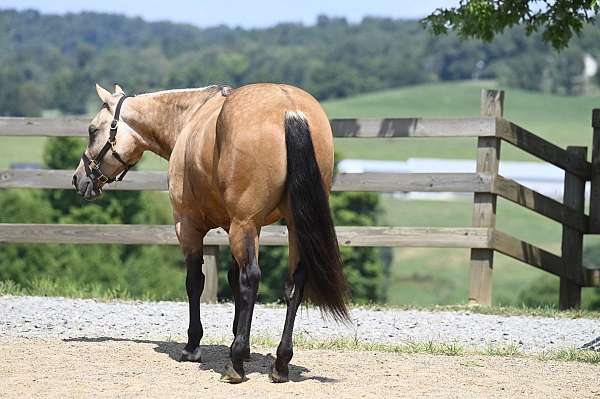 buckskin-husband-safe-horse