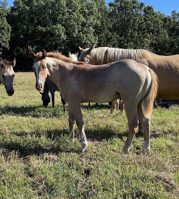 red-roan-roan-aqha-weanling