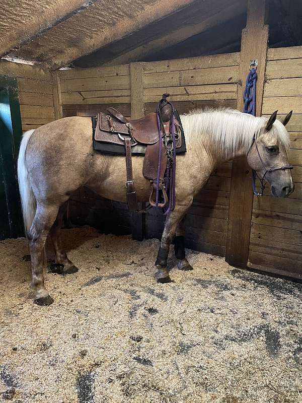 all-around-haflinger-horse