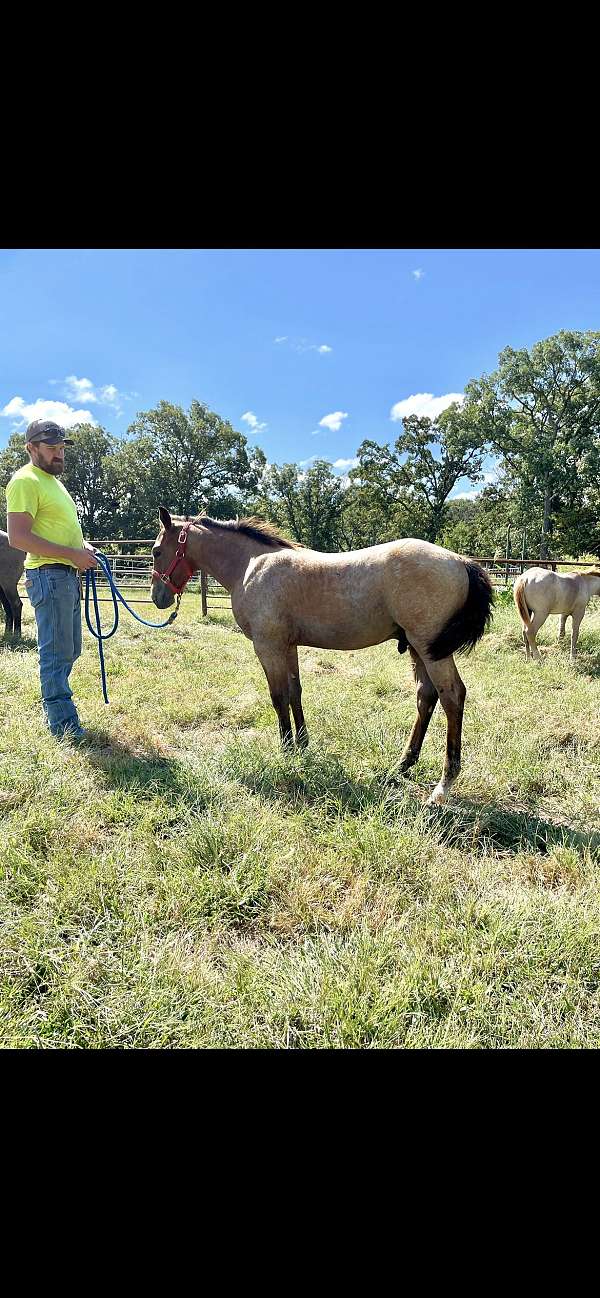 quarter-horse-weanling