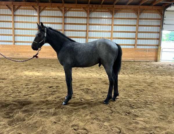 blue-roan-irregular-star-horse