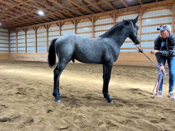 baby-connemara-pony