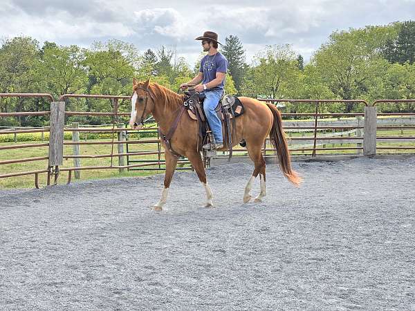 sorrel-white-working-cattle-horse