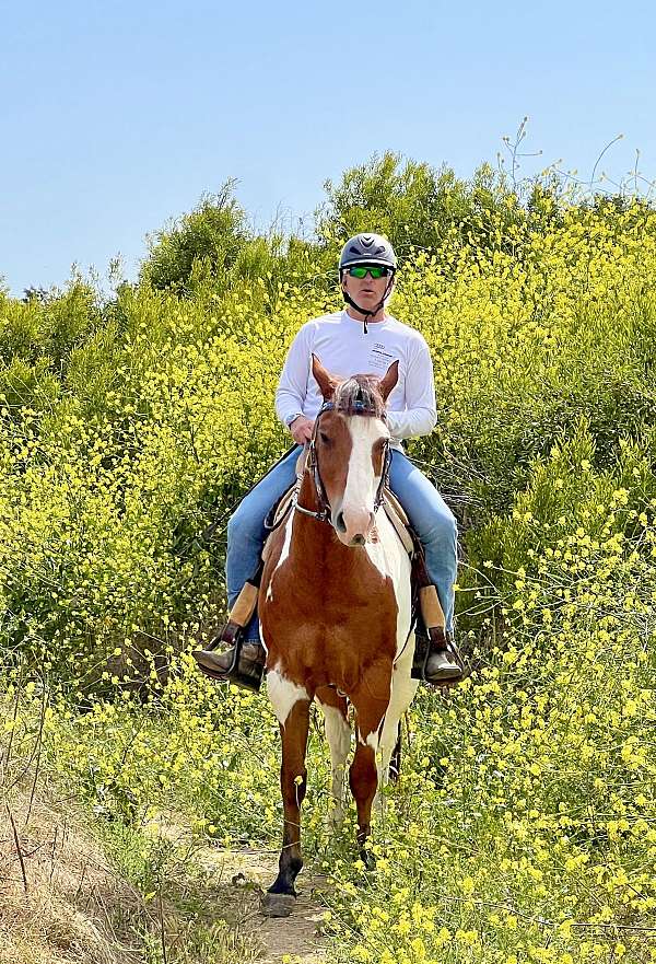 pinto-athletic-horse