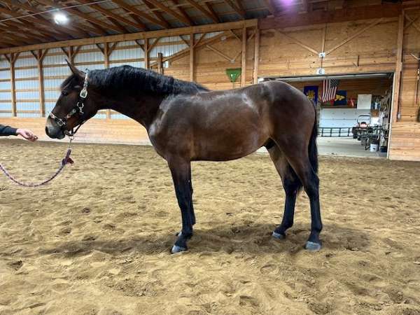 percheron-connemara-pony