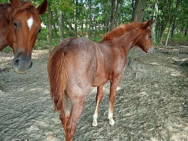 back-white-coronet-horse