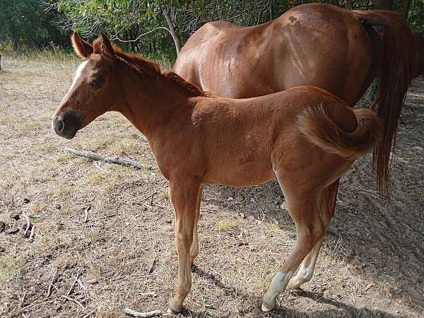 all-around-quarter-horse