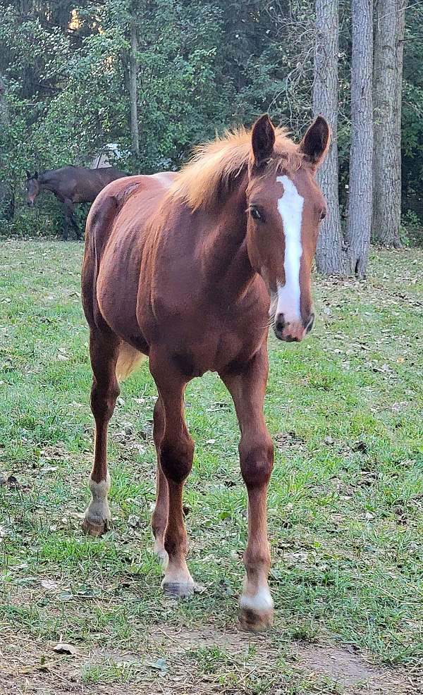 blaze-right-hind-sock-left-front-coronet-horse